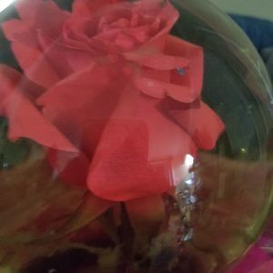 Meet your Posher, Dora